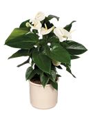 Pianta di anthurium bianco