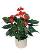 Pianta di anthurium rosso