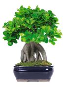 Bonsai Ficus Ginseng