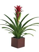 Pianta di guzmania