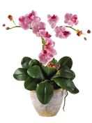 Pianta di orchidea Phalaenopsis rosa