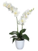 Pianta di orchidea Phalaenopsis