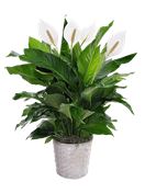 Pianta di Spathiphyllum