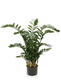 Pianta di zamioculcas