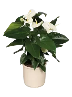 Pianta di anthurium bianco