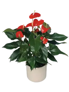 Pianta di anthurium rosso