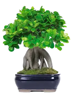 Bonsai Ficus Ginseng