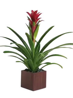 Pianta di guzmania