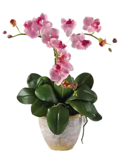 Pianta di orchidea Phalaenopsis rosa