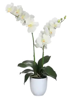 Pianta di orchidea Phalaenopsis