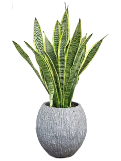 Pianta di Sanseveria