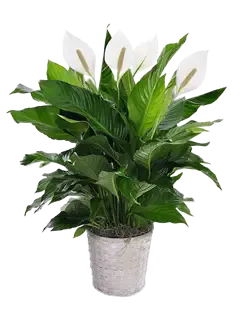 Pianta di Spathiphyllum